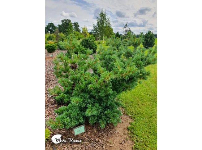 Pinus parviflora   'Shirobana'